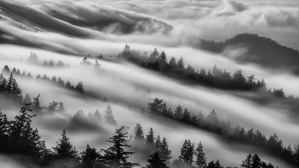 Misty Mountain Forest, wall art by Johnny Zhang