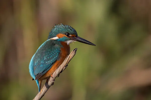 Vibrant Kingfisher Perched, wall art by Guy Wilson