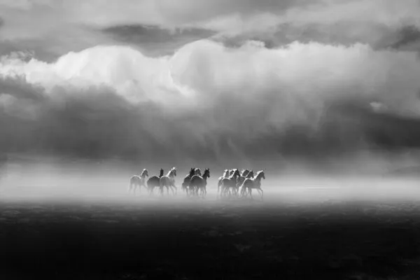 Wild Horses Galloping Through Mist, wall art by Hsiao-Yang Fei