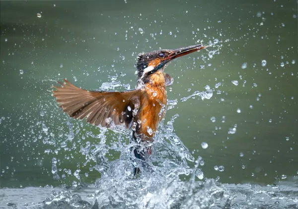 Dynamic Kingfisher Splash, wall art by Yezimao
