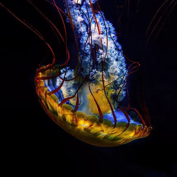 Mysterious Glowing Jellyfish, wall art by Klaus Tesching