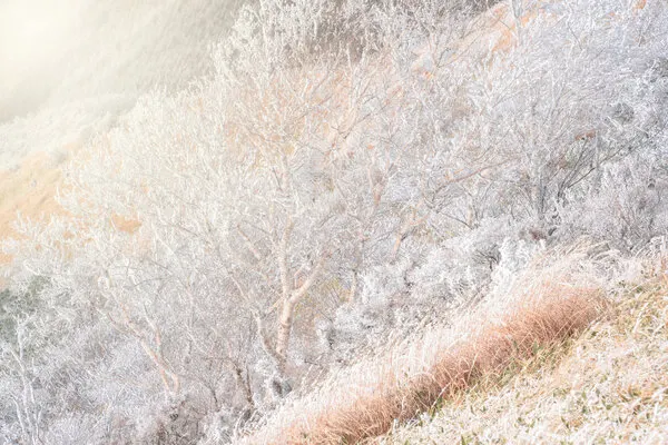Ethereal Frosted Morning, wall art by Masaki Sugita