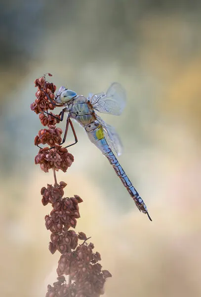 Elegant Blue Dragonfly, wall art by Rina Barbieri
