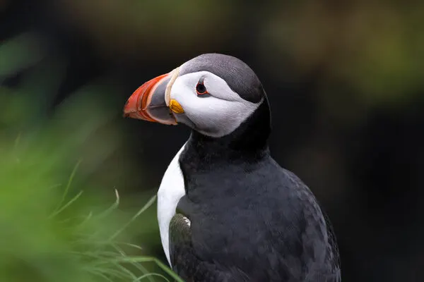 Colorful Puffin Portrait, wall art by AYMAN KHRBAWE