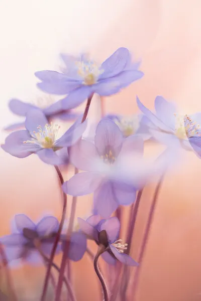 Soft Purple Blooms, wall art by Petra Dvorak