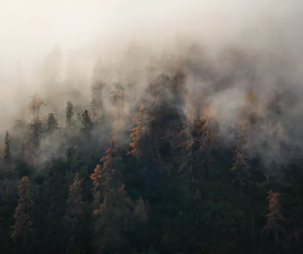 Misty Autumn Forest, wall art by Ralph McConaghy