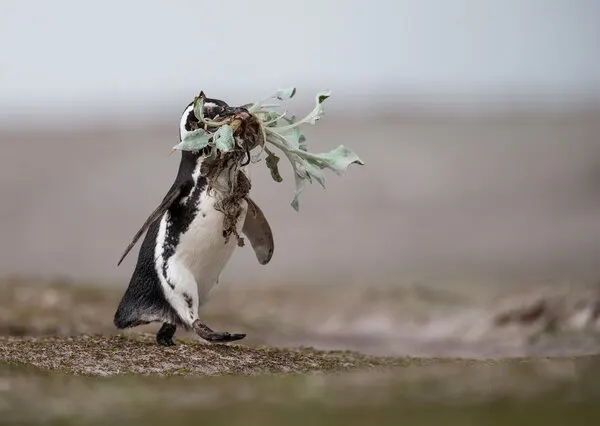 Penguin Carrying Plant, wall art by Cheng Chang