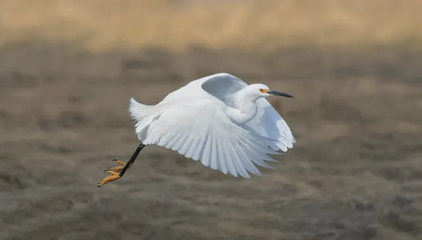 Snowy Egret In Flight, wall art by Xiaobing Tian