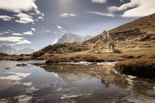 Wild Horses Mountain Landscape, wall art by Dan Mirica