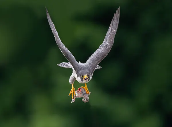 Peregrine Falcon With Prey, wall art by Xiaobing Tian