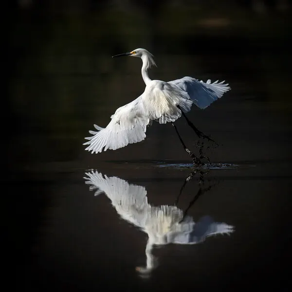 Graceful Egret Flight, wall art by David H Yang