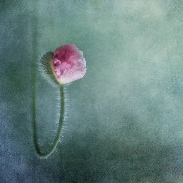 Soft Pink Poppy Bud, wall art by Priska Wettstein