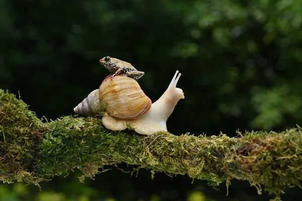 Snail's Frog Rider, wall art by Ajar Setiadi
