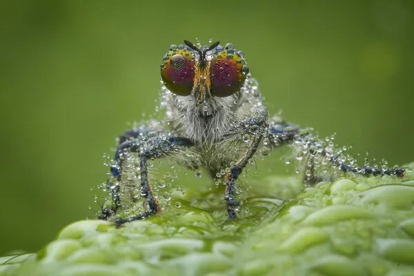 Dew-Kissed Fly, wall art by Ajar Setiadi