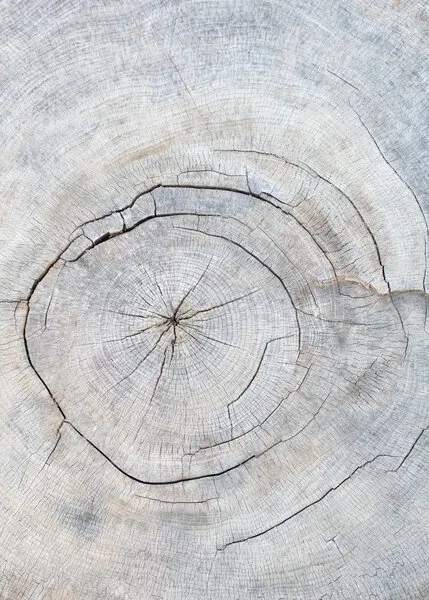 Weathered Tree Rings, wall art by Pictufy Studio III