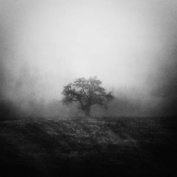 Misty Lone Tree, wall art by Karol Važan