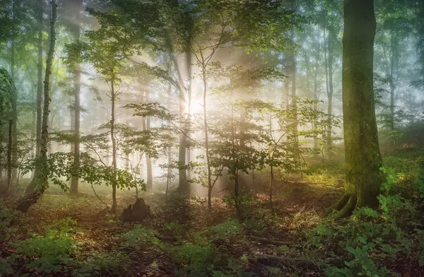 Magical Misty Forest, wall art by Burger Jochen