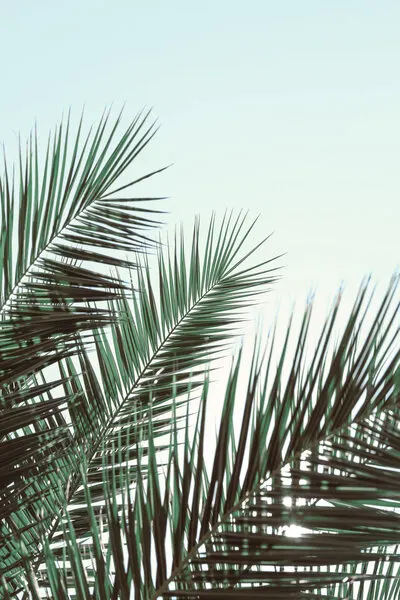 Tropical Palm Fronds, wall art by Pictufy Studio III