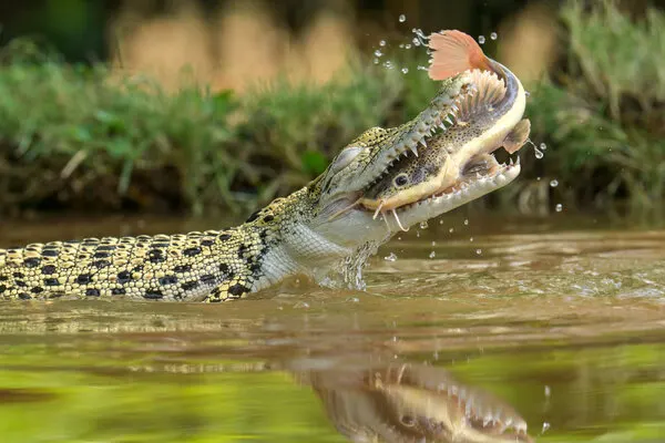 Crocodile Hunts Fish, wall art by Ajar Setiadi