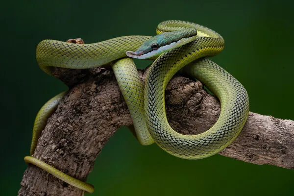 Elegant Green Tree Snake, wall art by Ajar Setiadi