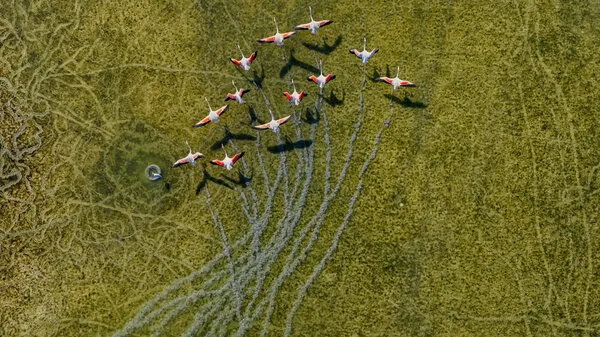 Aerial Flamingo Flight, wall art by Ido Meirovich