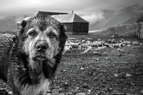 Watchful Mountain Dog, wall art by Eyal Bussiba