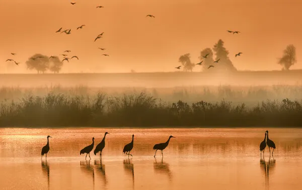Misty Morning Cranes, wall art by ANNA AN