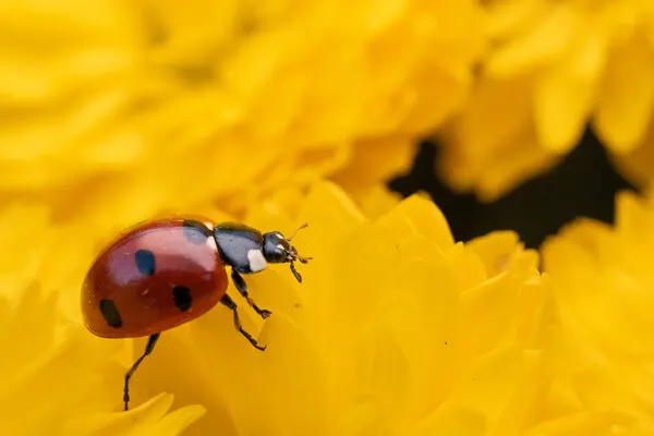 Ladybug on Golden Petals, wall art by Alexandra Isbasoiu