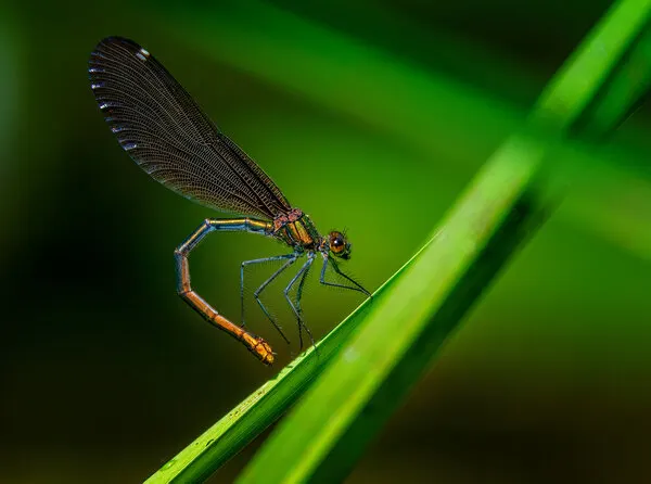 Iridescent Damselfly on Leaf, wall art by Ronny Olsson