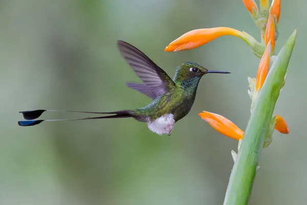 Long-Tailed Hummingbird Flight, wall art by Cheng Chang