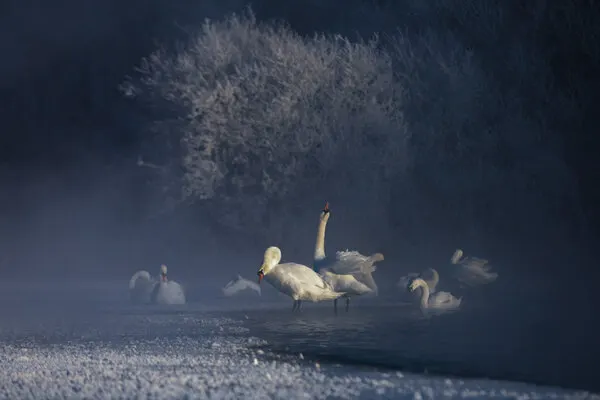 Misty Winter Swans, wall art by UU
