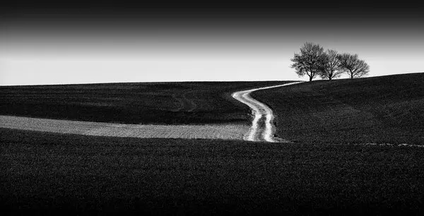 Winding Road Bare Trees, wall art by Jan Scheunders