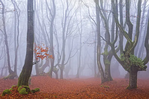 Misty Autumn Forest, wall art by Juan Antonio Palacios