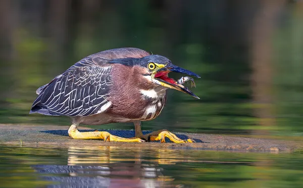 Green Heron Catches Fish, wall art by Ning Lin