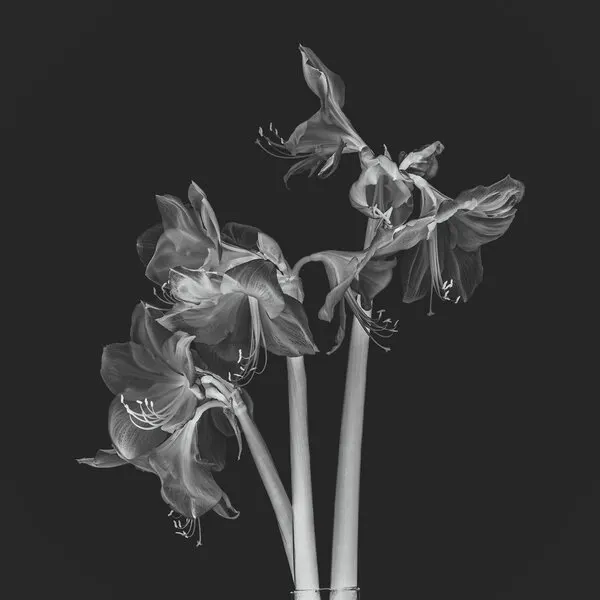 Ethereal Amaryllis Blooms, wall art by Fred Louwen
