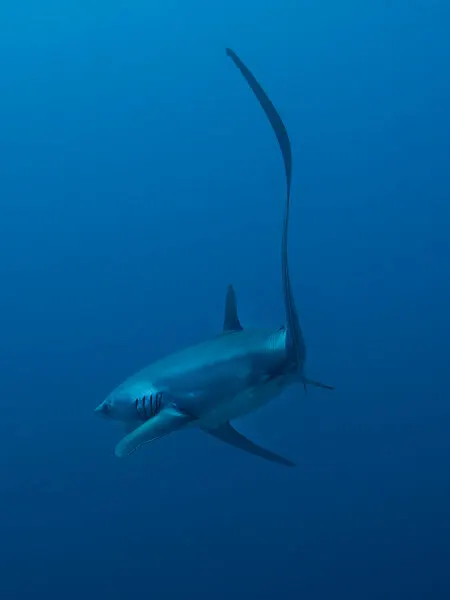 Graceful Thresher Shark, wall art by Ido Meirovich