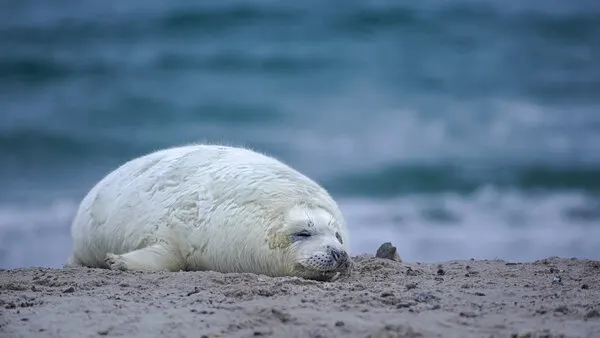 Sleeping Baby Seal, wall art by Fred Louwen