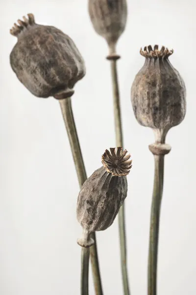 Earthy Poppy Seed Pods, wall art by Pictufy Studio III