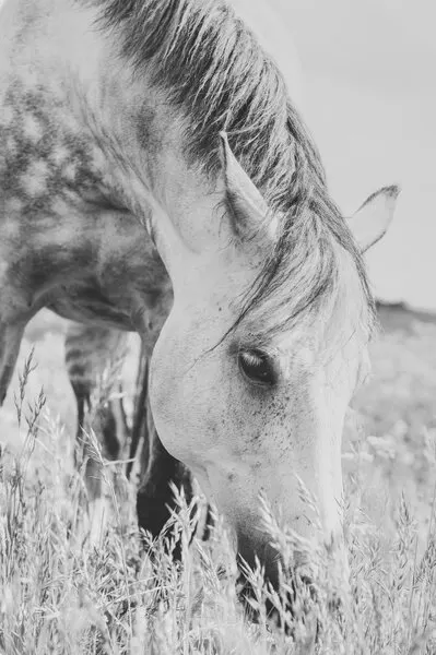 Grazing Wild Horse, wall art by Arendina de Jong