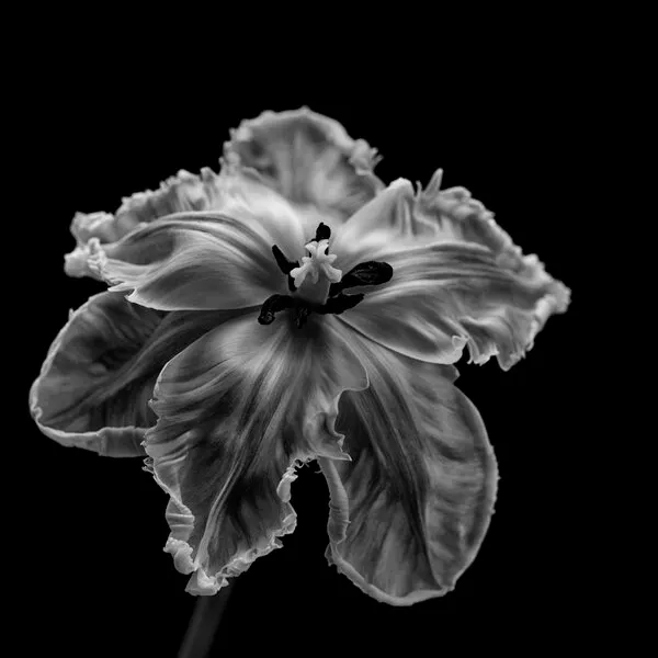 Elegant Monochrome Tulip, wall art by Lotte Grønkjær