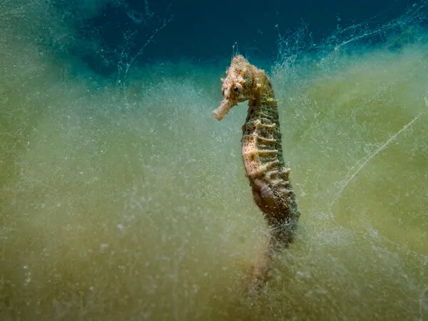 Serene Underwater Seahorse, wall art by Dani Barchana