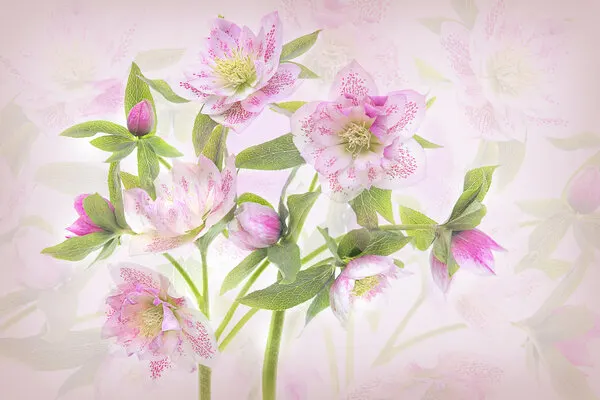 Delicate Pink Hellebores, wall art by Jacky Parker