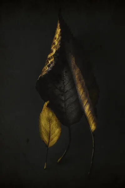 Dark Golden Leaves, wall art by Ingrida Urbonavičienė