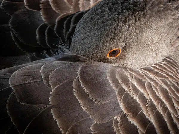 Sleeping Goose Eye, wall art by Adolfo Urrutia