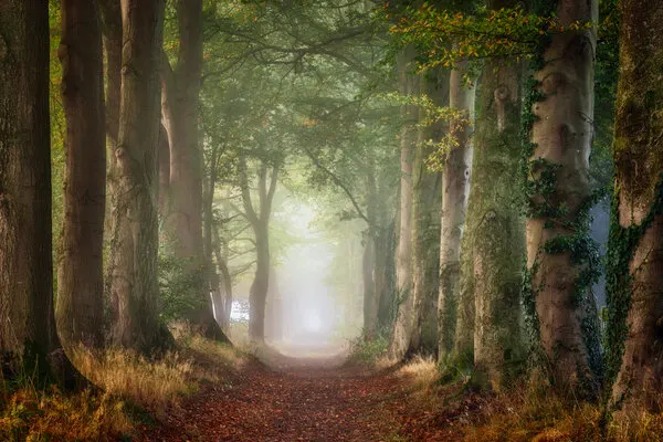 Misty Forest Path, wall art by Ellen Borggreve