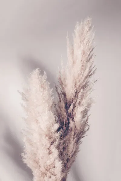 Soft Pampas Plumes, wall art by Pictufy Studio III