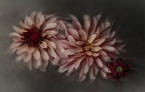 Romantic Dahlia Still Life, wall art by Gilbert Claes