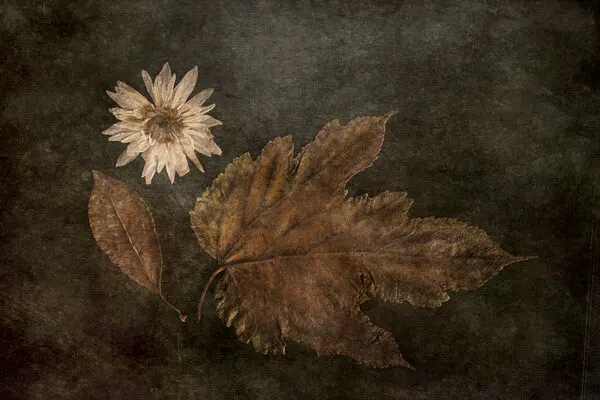 Dried Autumn Botanicals, wall art by Cicek Kiral