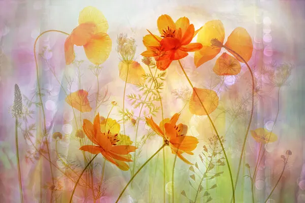 Dreamy Orange Cosmos, wall art by Hilda van der Lee