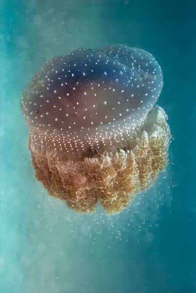 Glowing Spotted Jellyfish, wall art by Yaron Halevy
